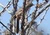 Pipilo crissalis - rascador Californiano - California towee 